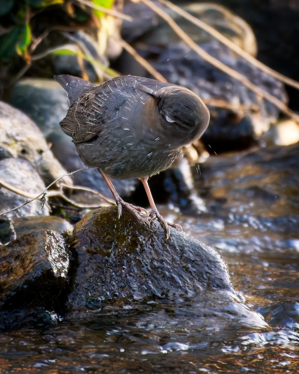 American Dipper - ML646165548