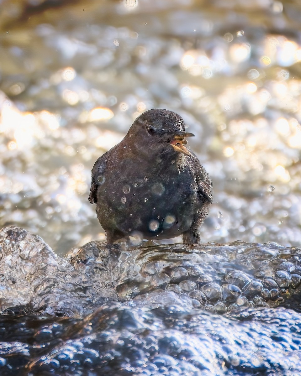 American Dipper - ML646165549