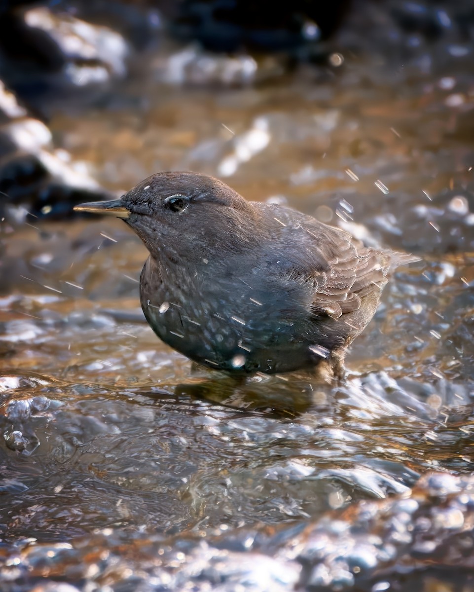 American Dipper - ML646165550