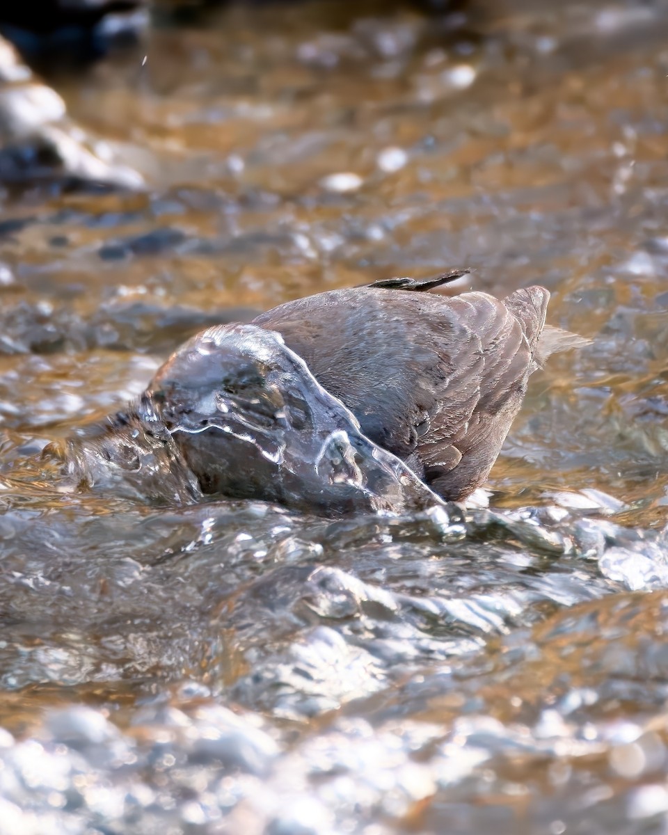 American Dipper - ML646165551