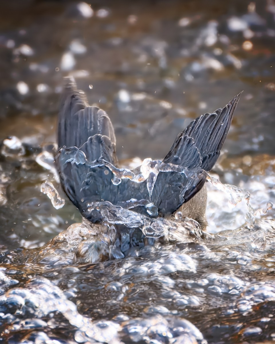 American Dipper - ML646165552