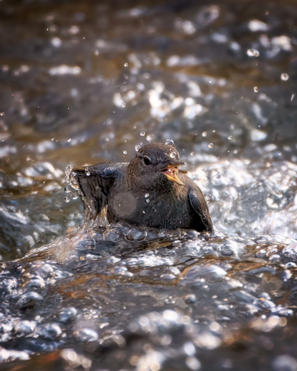 American Dipper - ML646165553