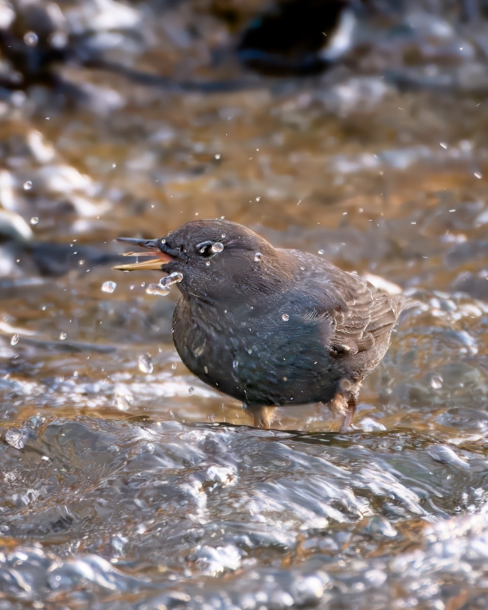 American Dipper - ML646165554