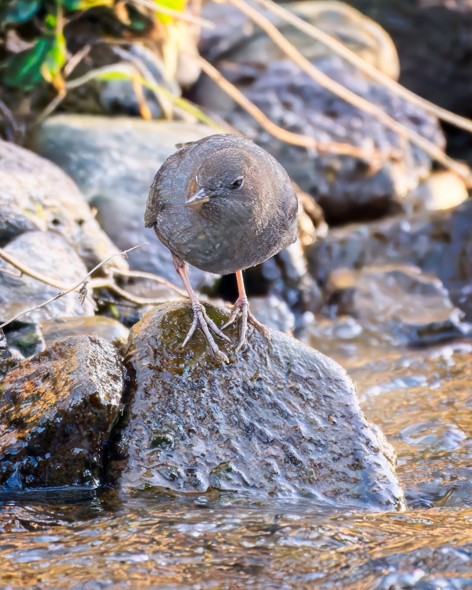 American Dipper - ML646165555