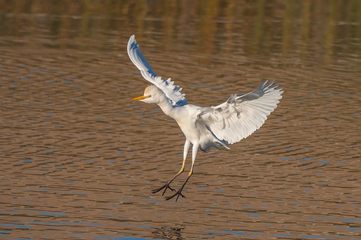 Western Cattle-Egret - ML646165556