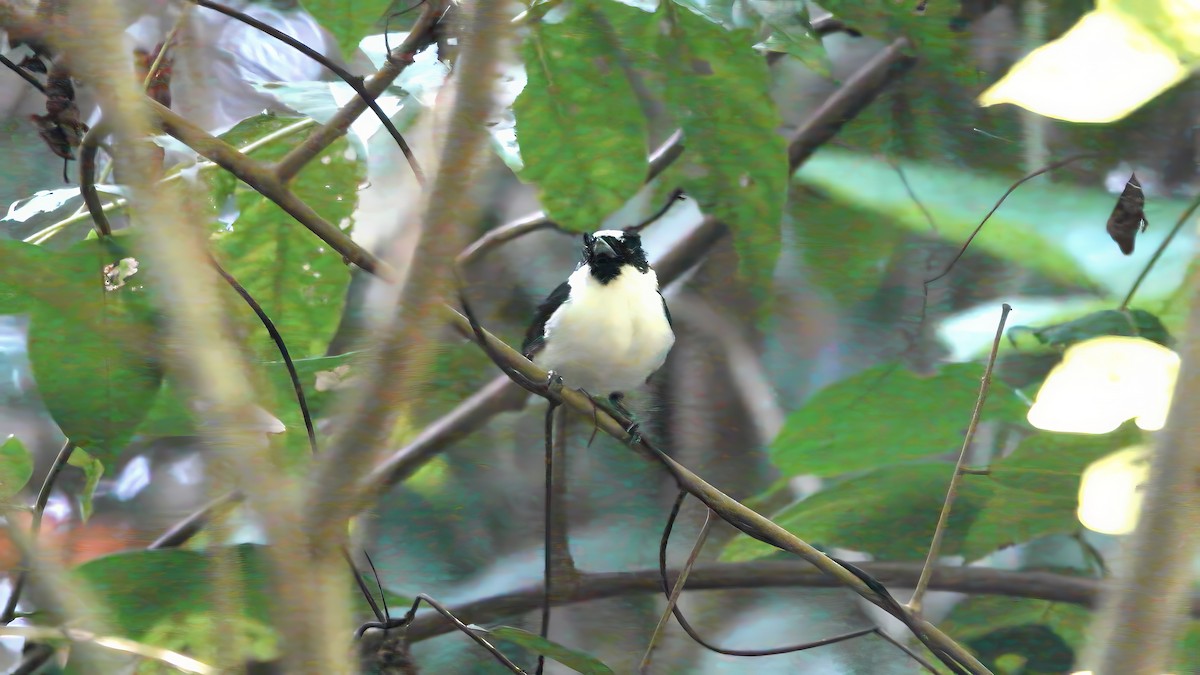 Boano Monarch - ML646165557