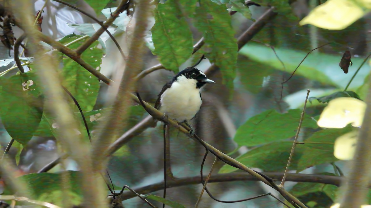 Boano Monarch - ML646165558