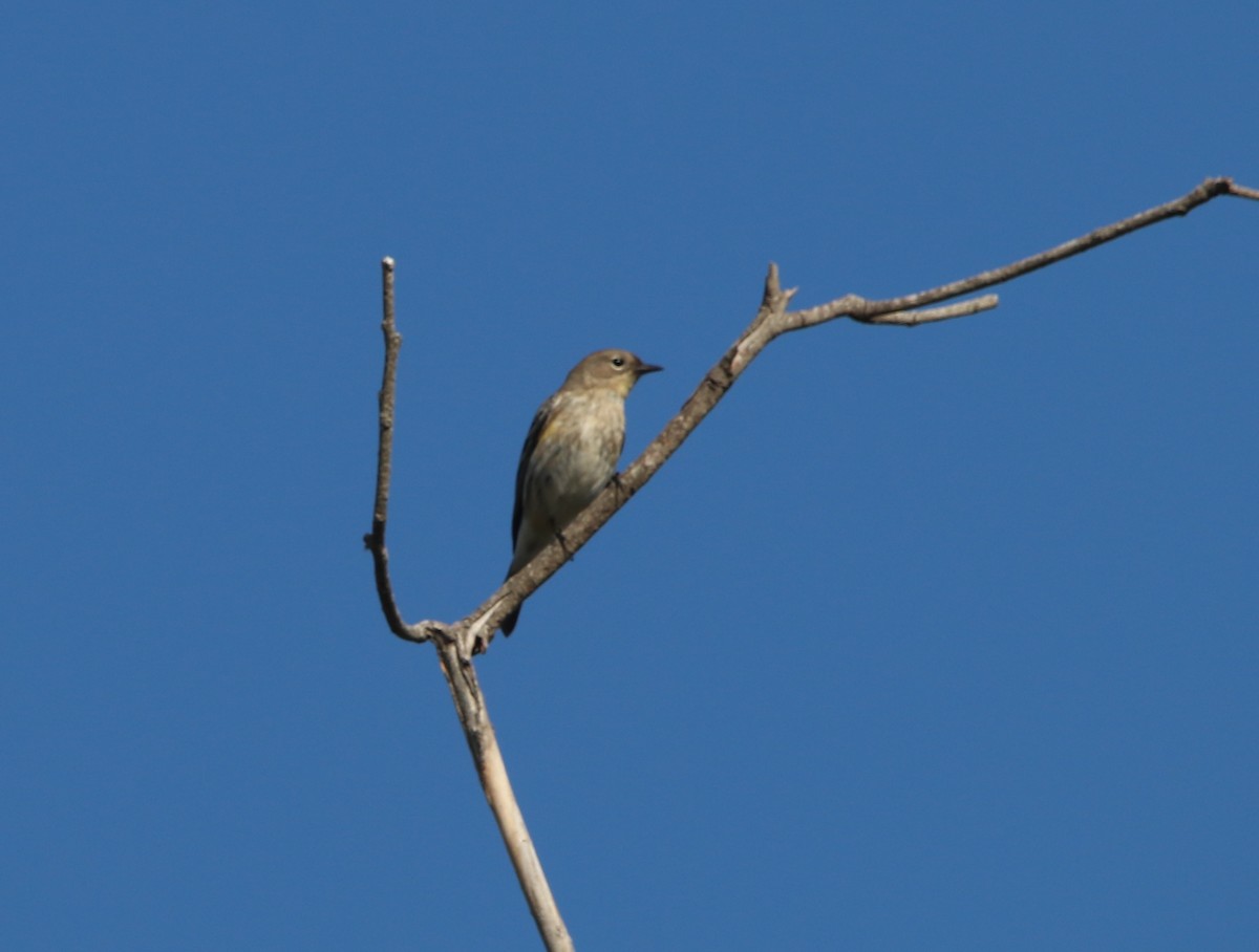 Yellow-rumped Warbler - ML646165559