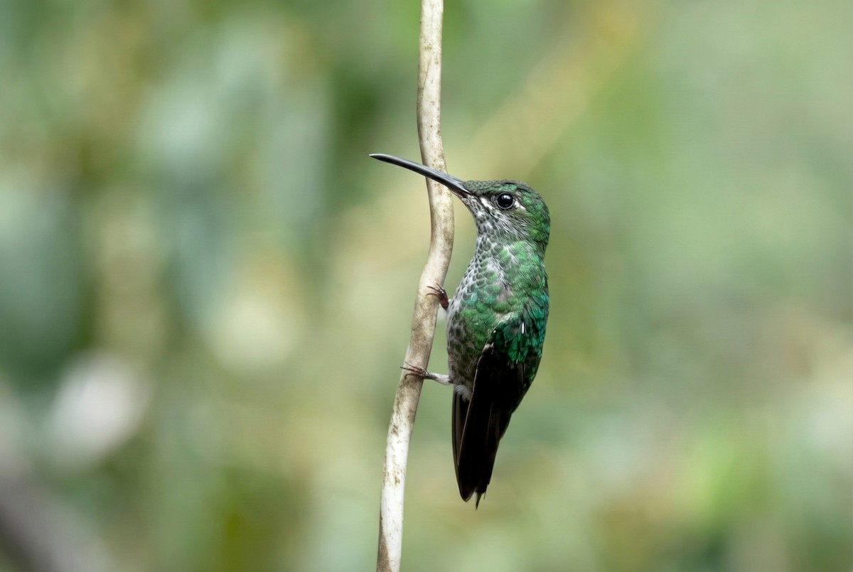 Green-crowned Brilliant - ML646165561