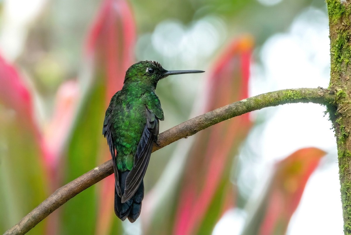 Green-crowned Brilliant - ML646165562