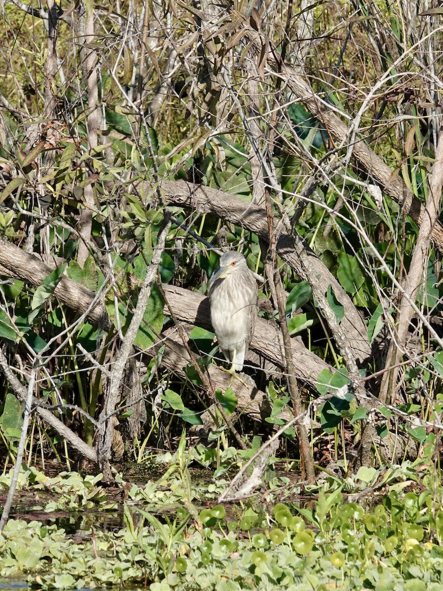 Black-crowned Night Heron - ML646165566