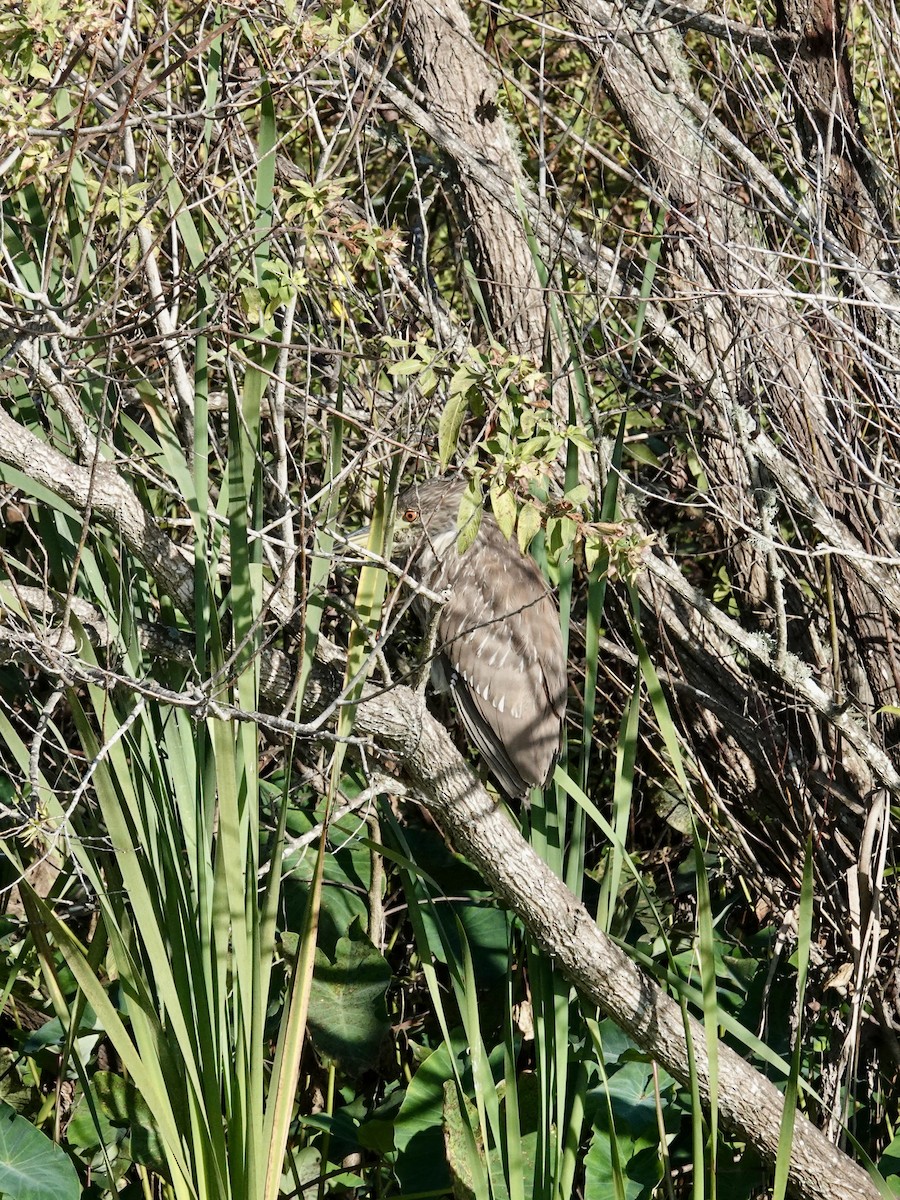 Black-crowned Night Heron - ML646165567