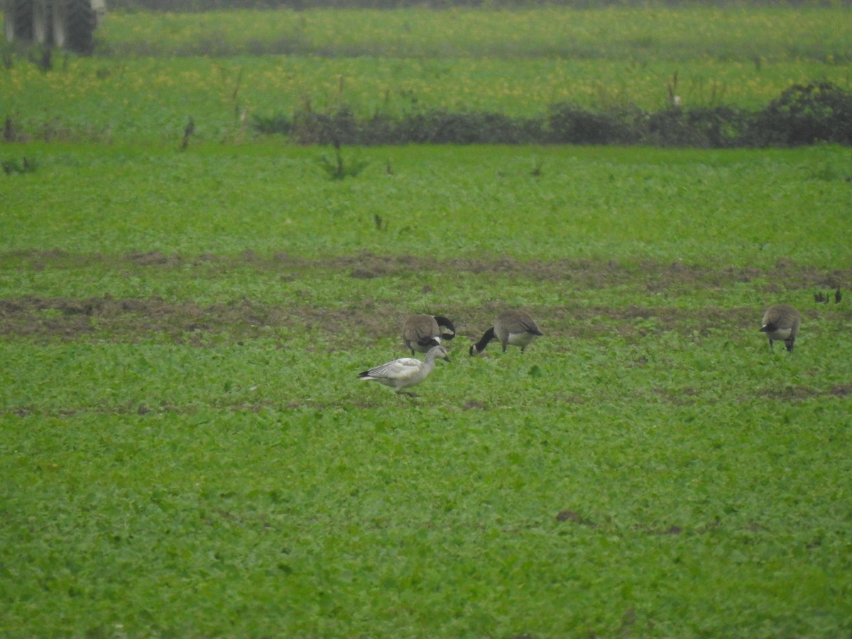 Snow Goose - ML646165568