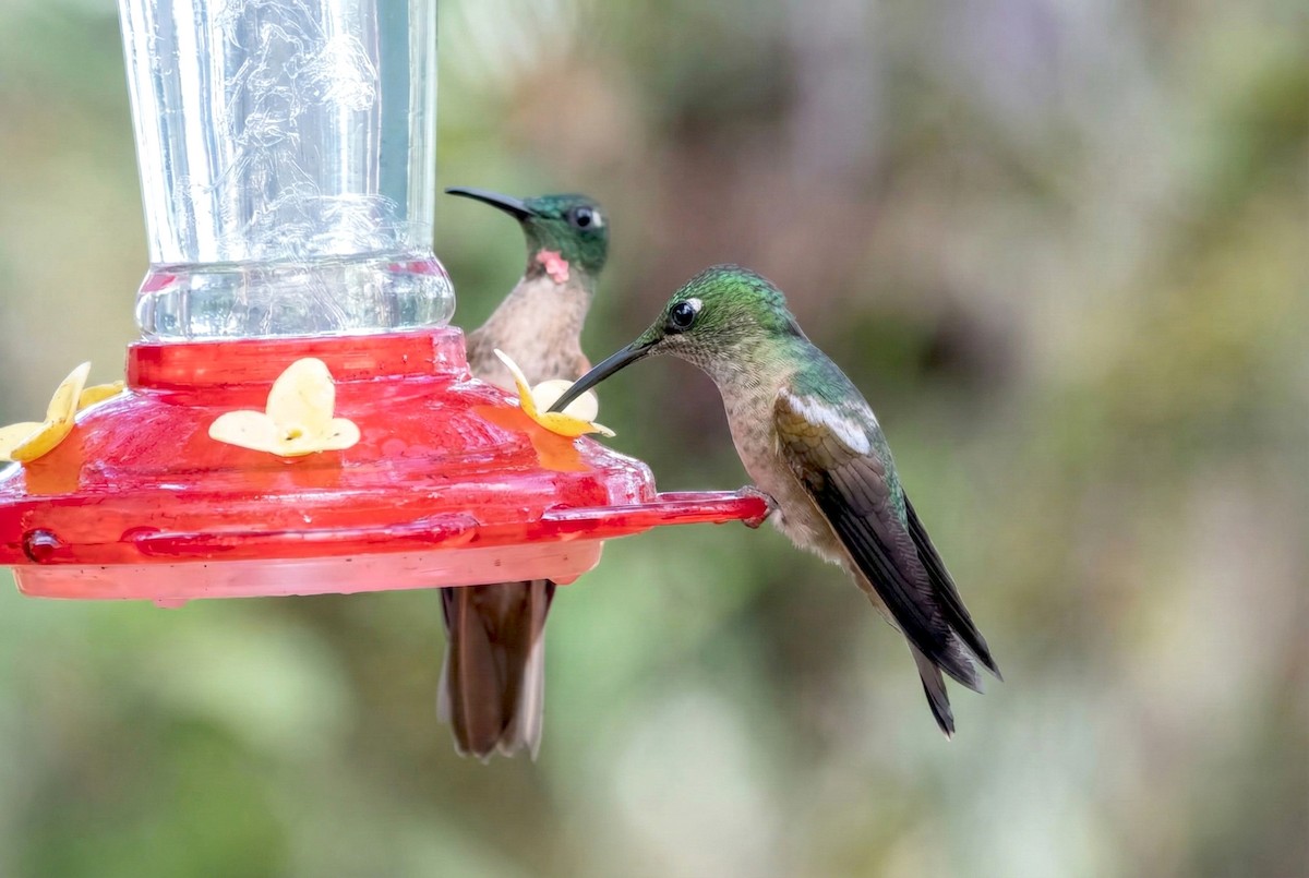 Füme Rengi Pırıltı - ML646165574