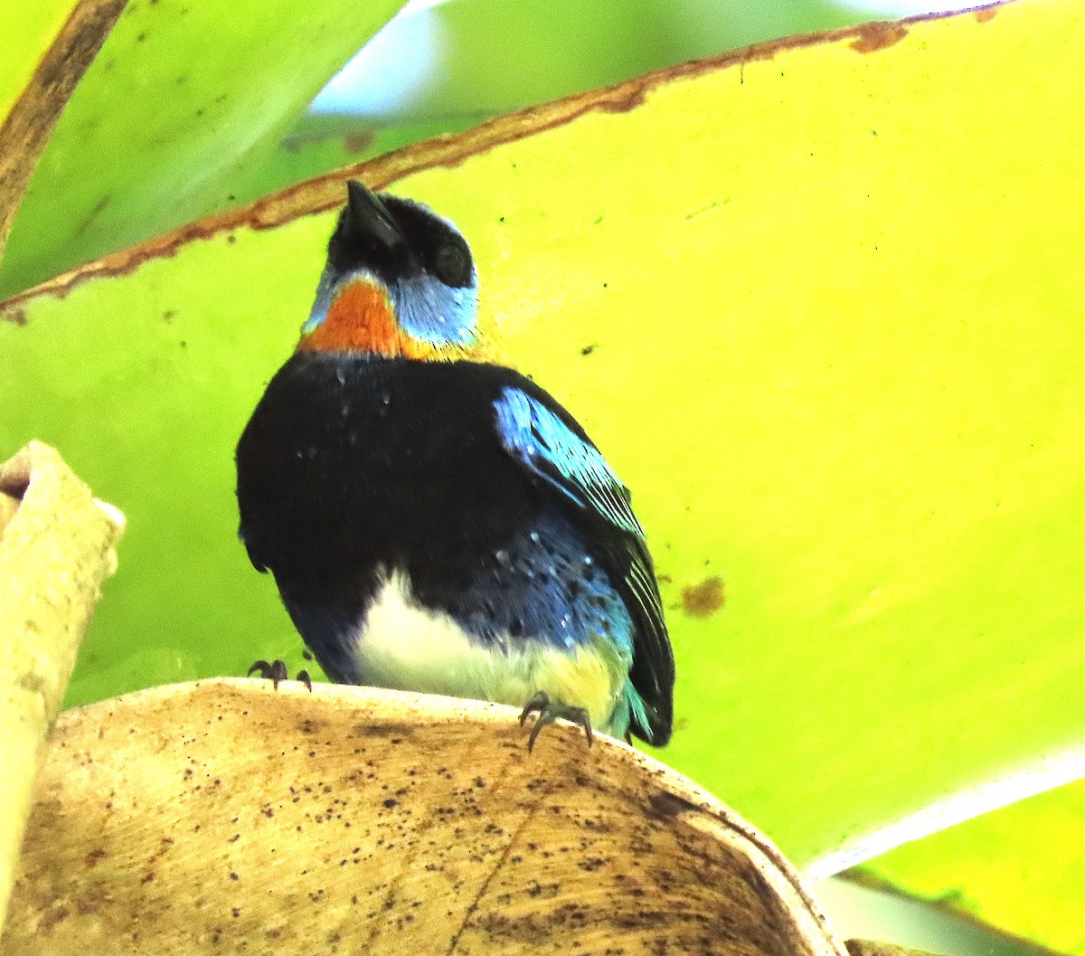 Golden-hooded Tanager - ML646165580