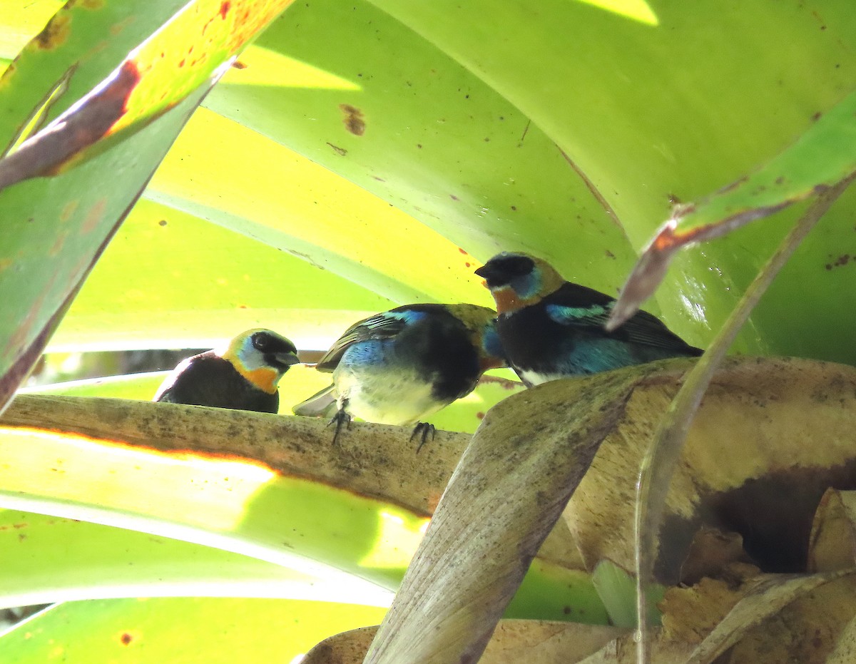 Golden-hooded Tanager - ML646165581