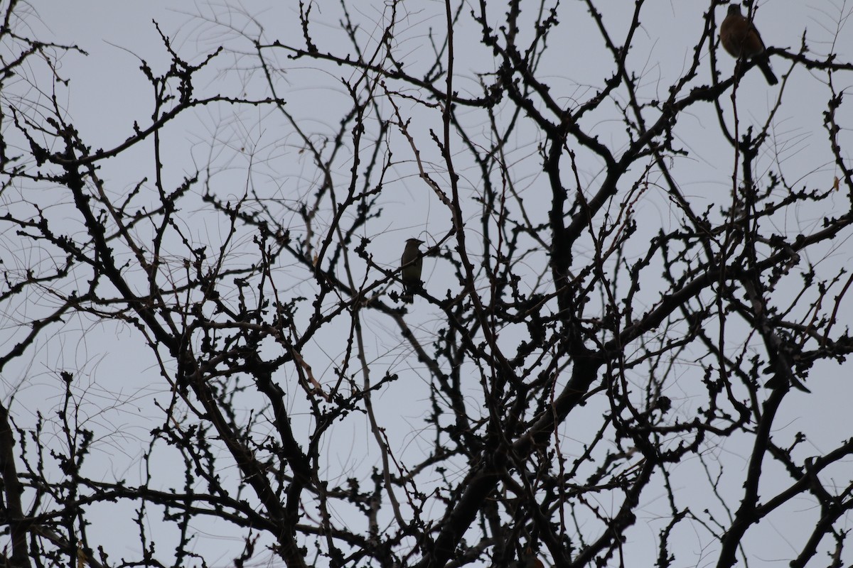 einersidensvans - ML646165589