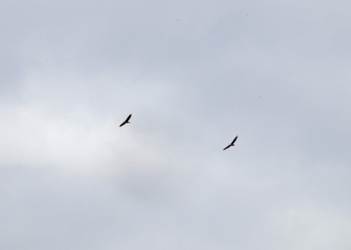 Bald Eagle - ML646165591