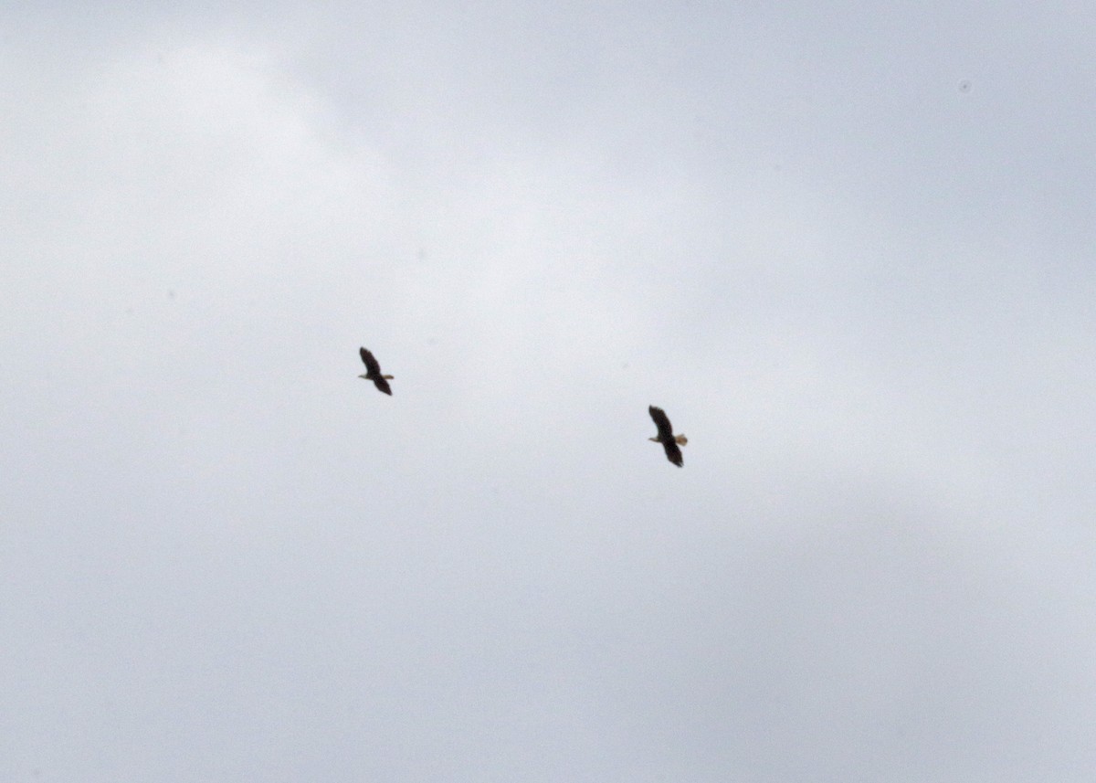 Bald Eagle - ML646165592