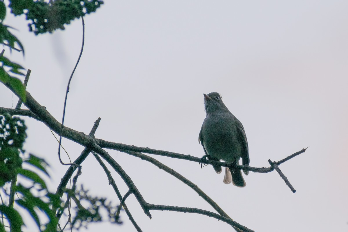 Small-billed Elaenia - ML646165593