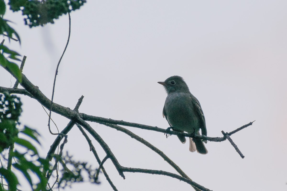 Small-billed Elaenia - ML646165594