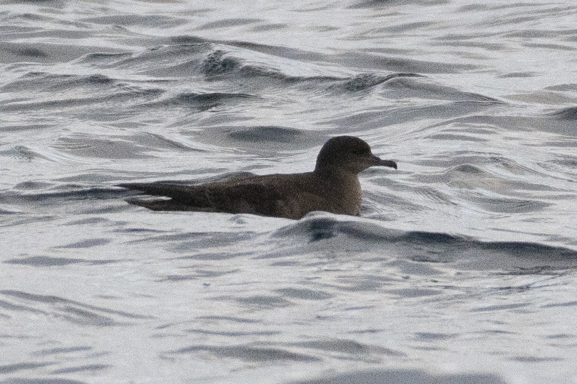 Sooty/Short-tailed Shearwater - ML646165595