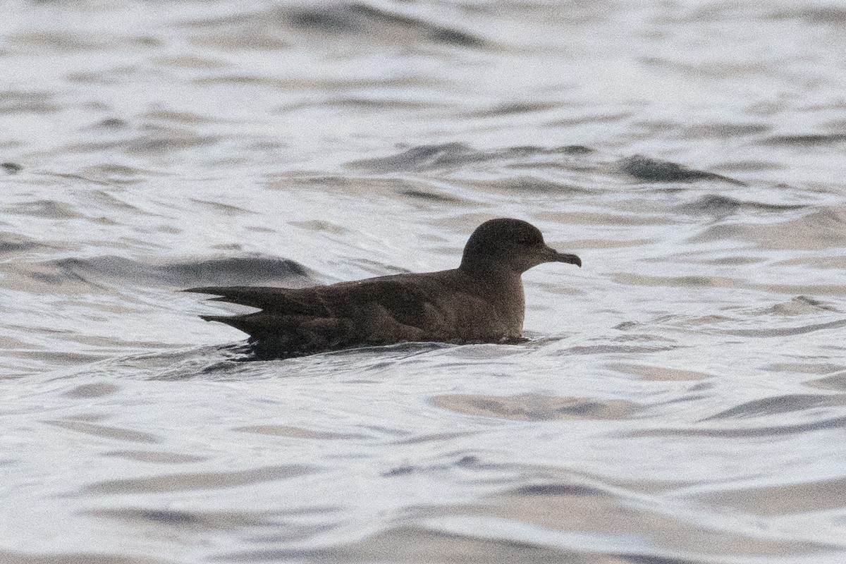 Sooty/Short-tailed Shearwater - ML646165596