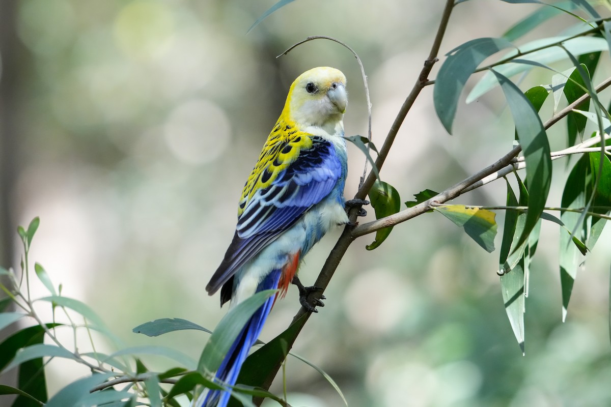 Pale-headed Rosella - ML646165598