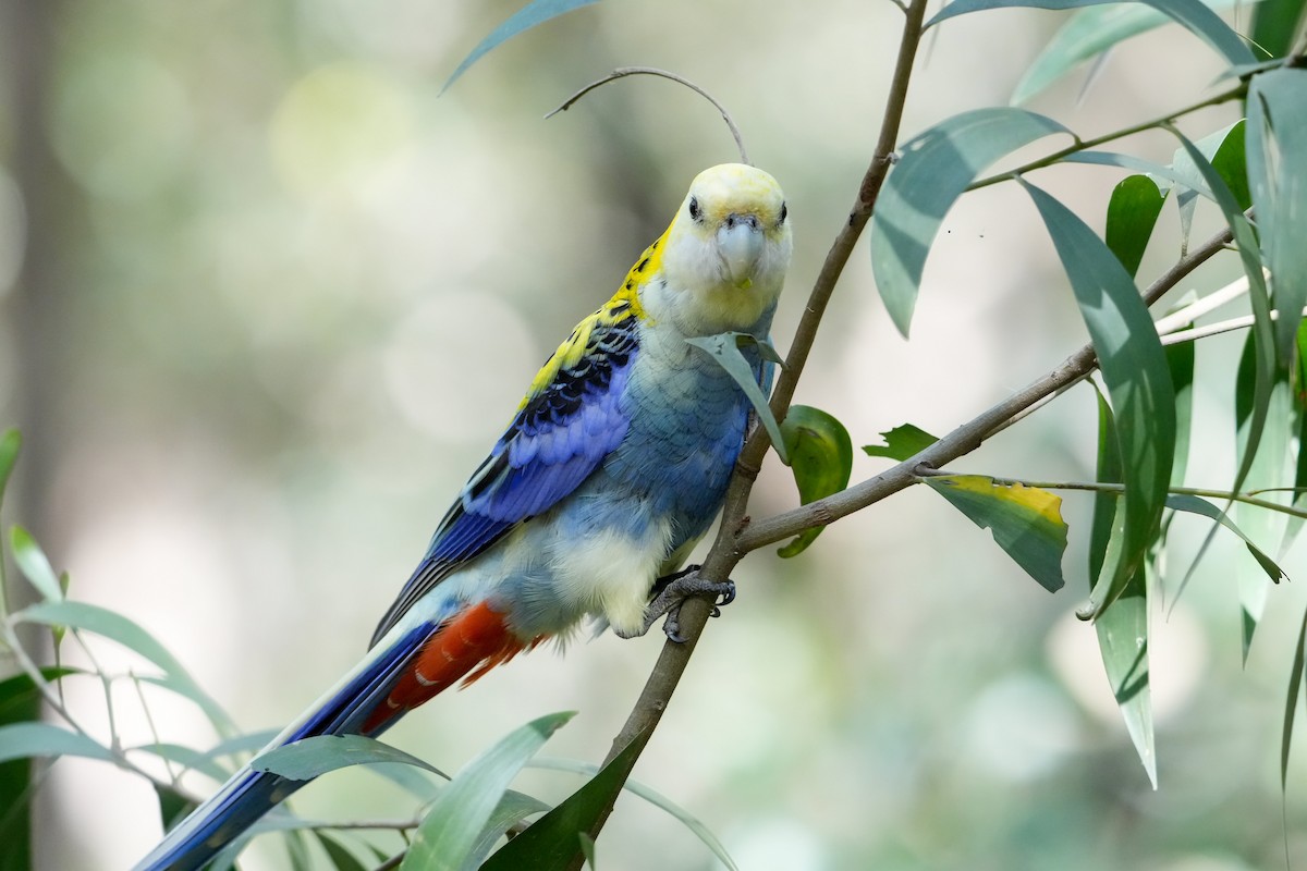 Pale-headed Rosella - ML646165599