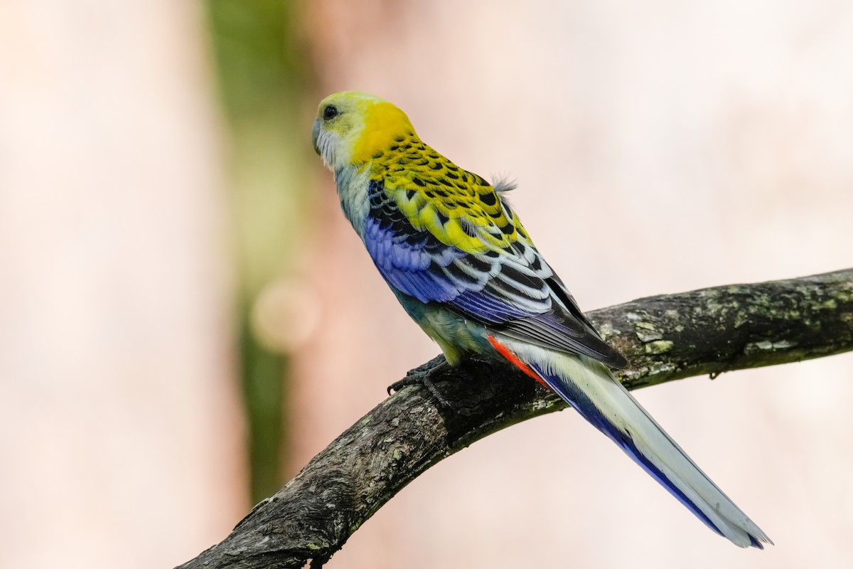 Pale-headed Rosella - ML646165600