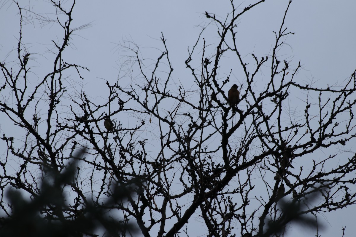 vandretrost - ML646165625