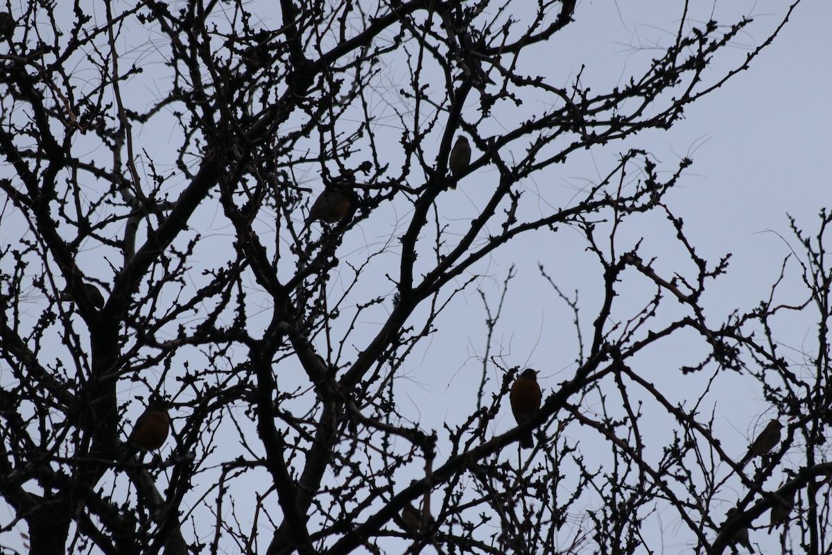 vandretrost - ML646165626