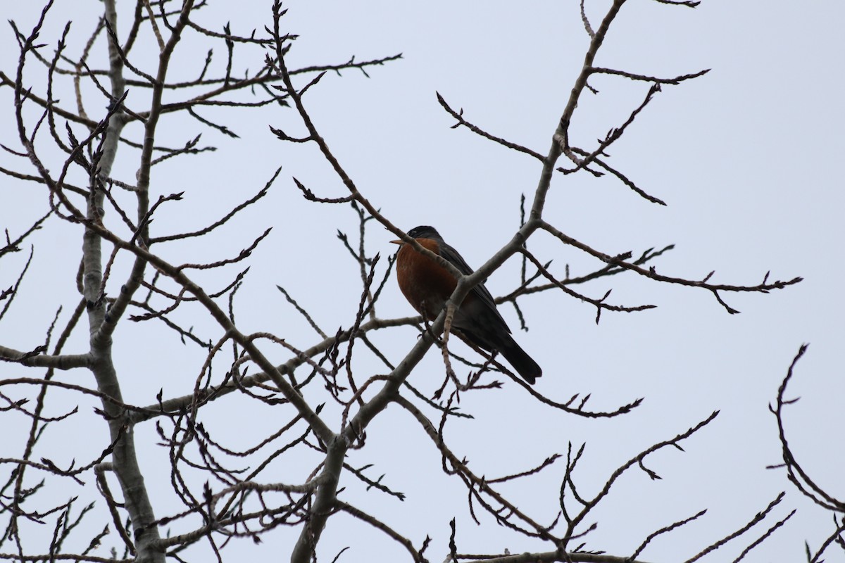 vandretrost - ML646165627