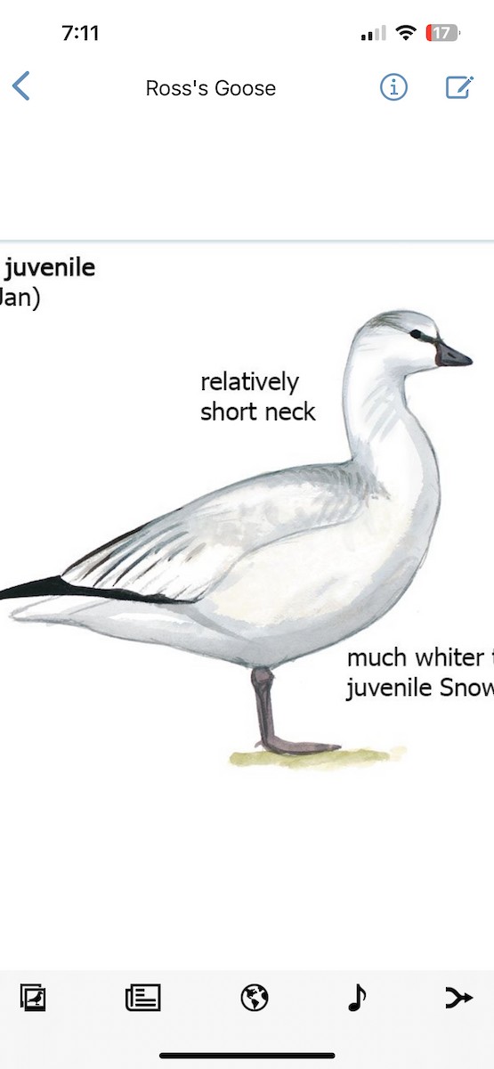 Ross's Goose - ML646165628