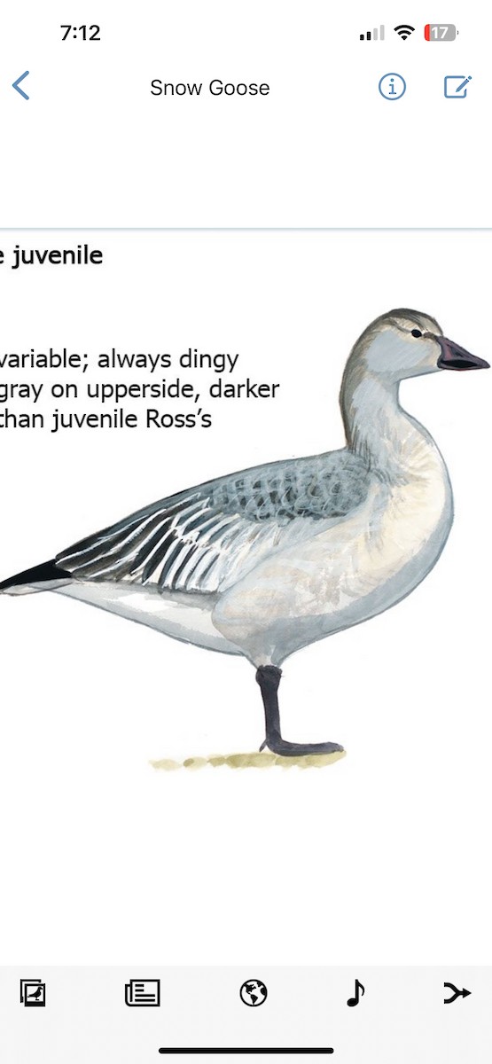 Ross's Goose - ML646165629