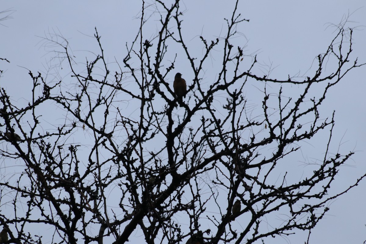 vandretrost - ML646165630