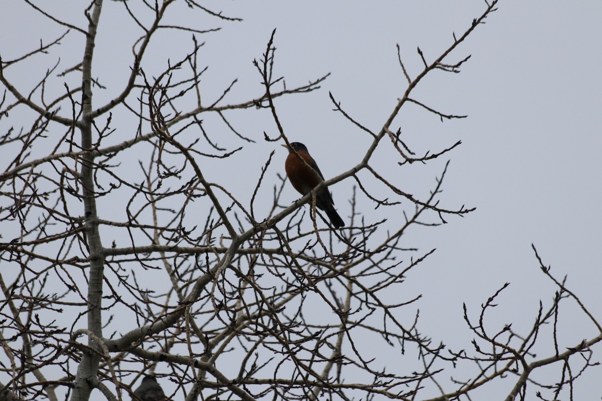 vandretrost - ML646165631