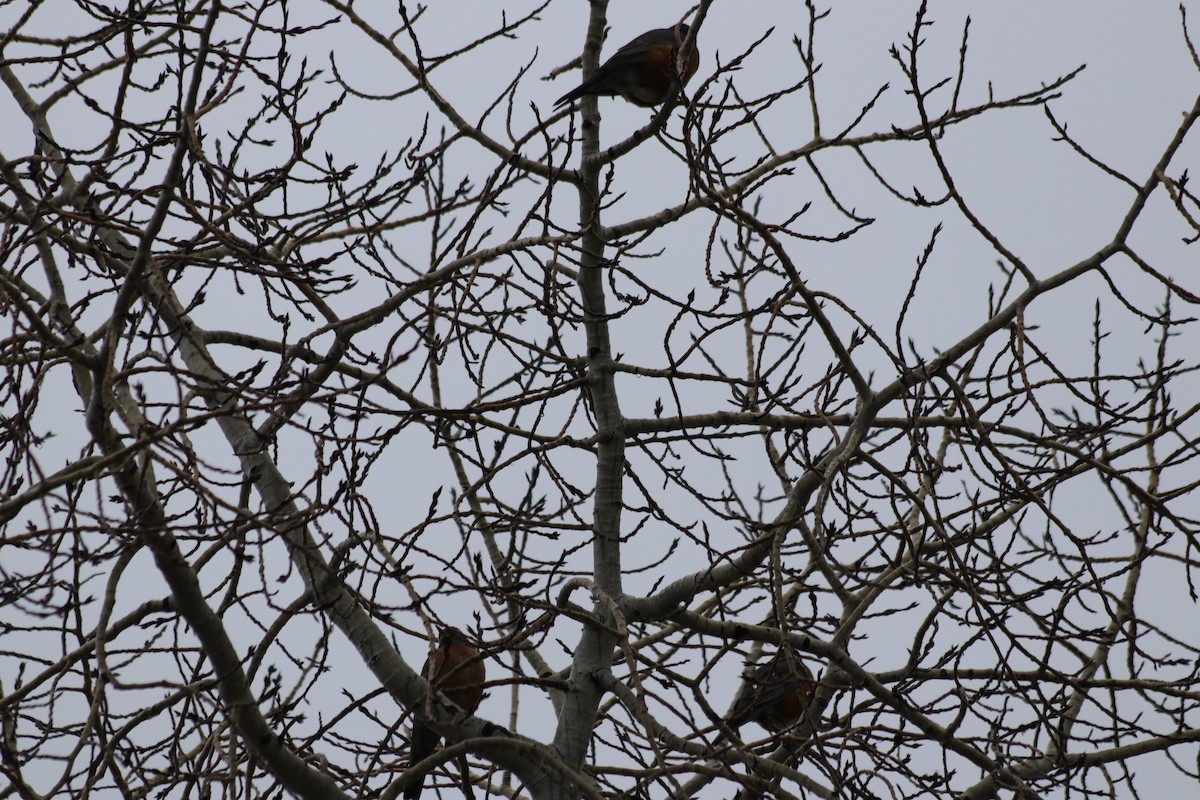 vandretrost - ML646165632