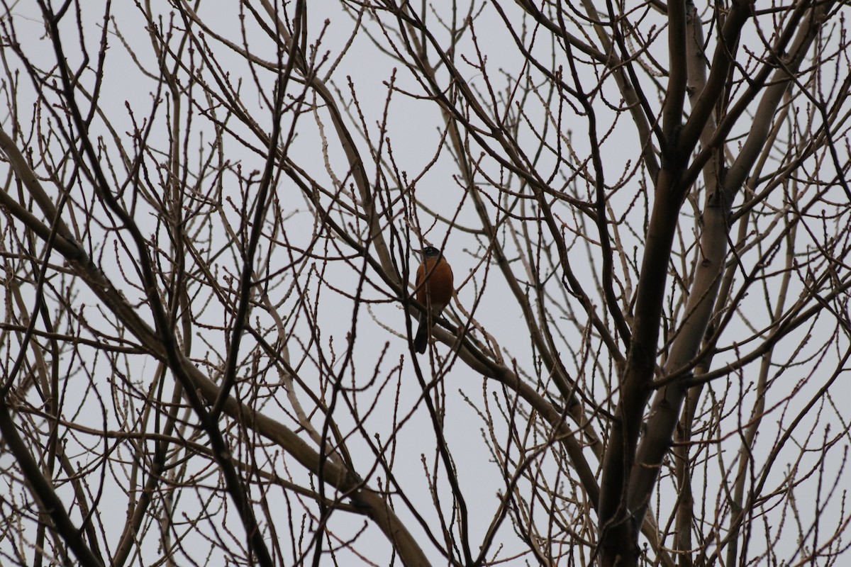 vandretrost - ML646165633