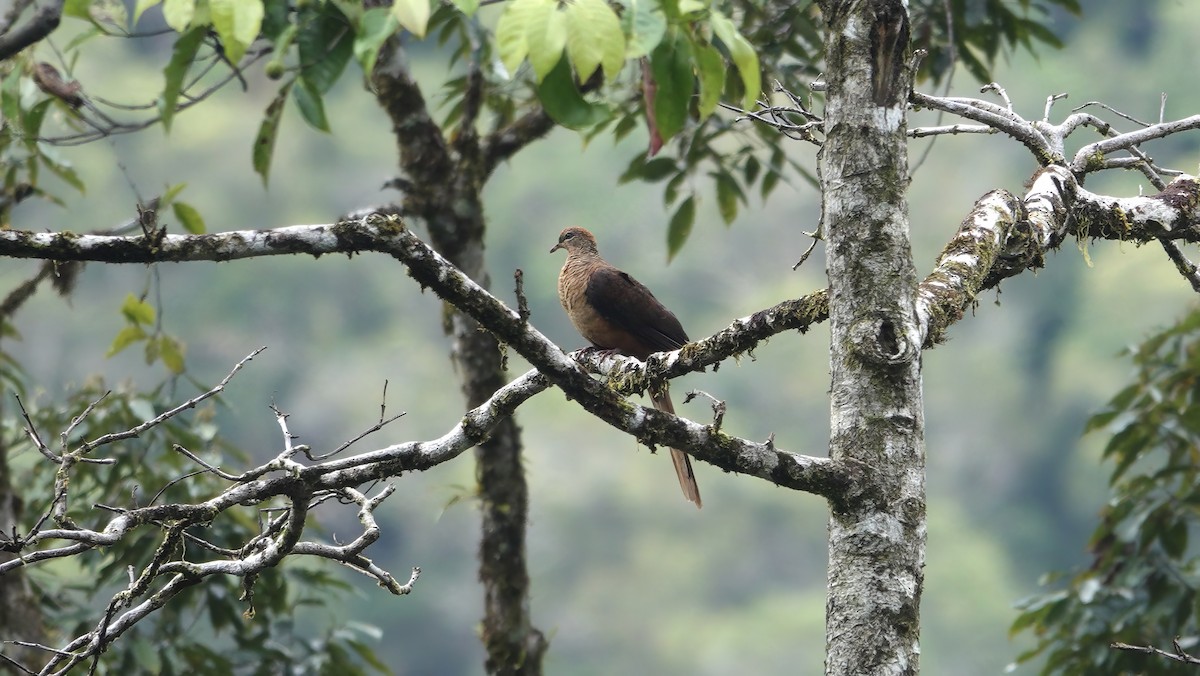 Amboyna Cuckoo-Dove - ML646165637