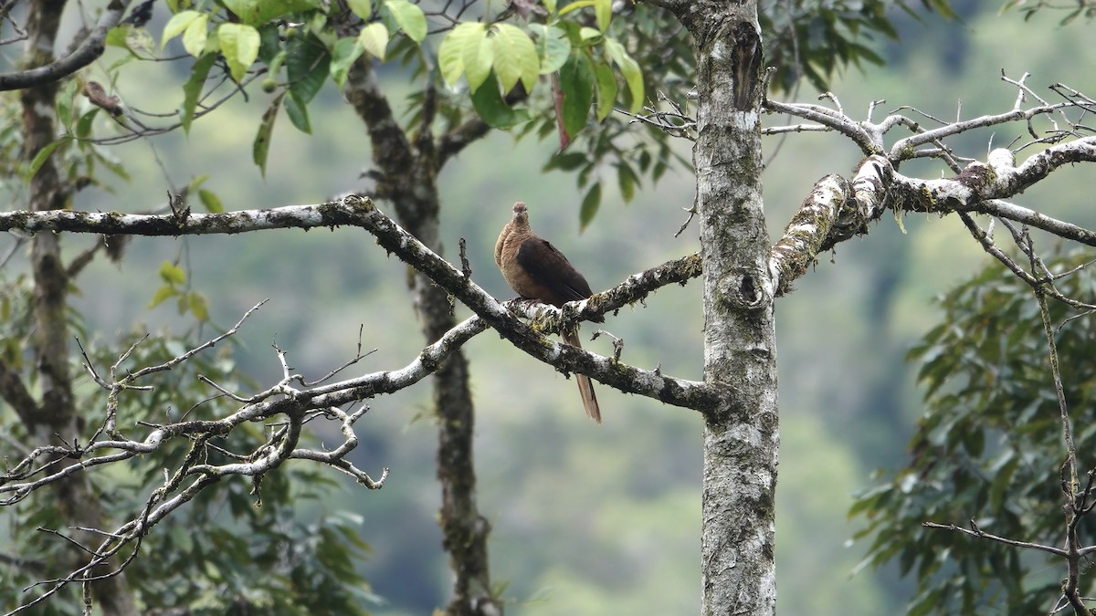 Amboyna Cuckoo-Dove - ML646165638