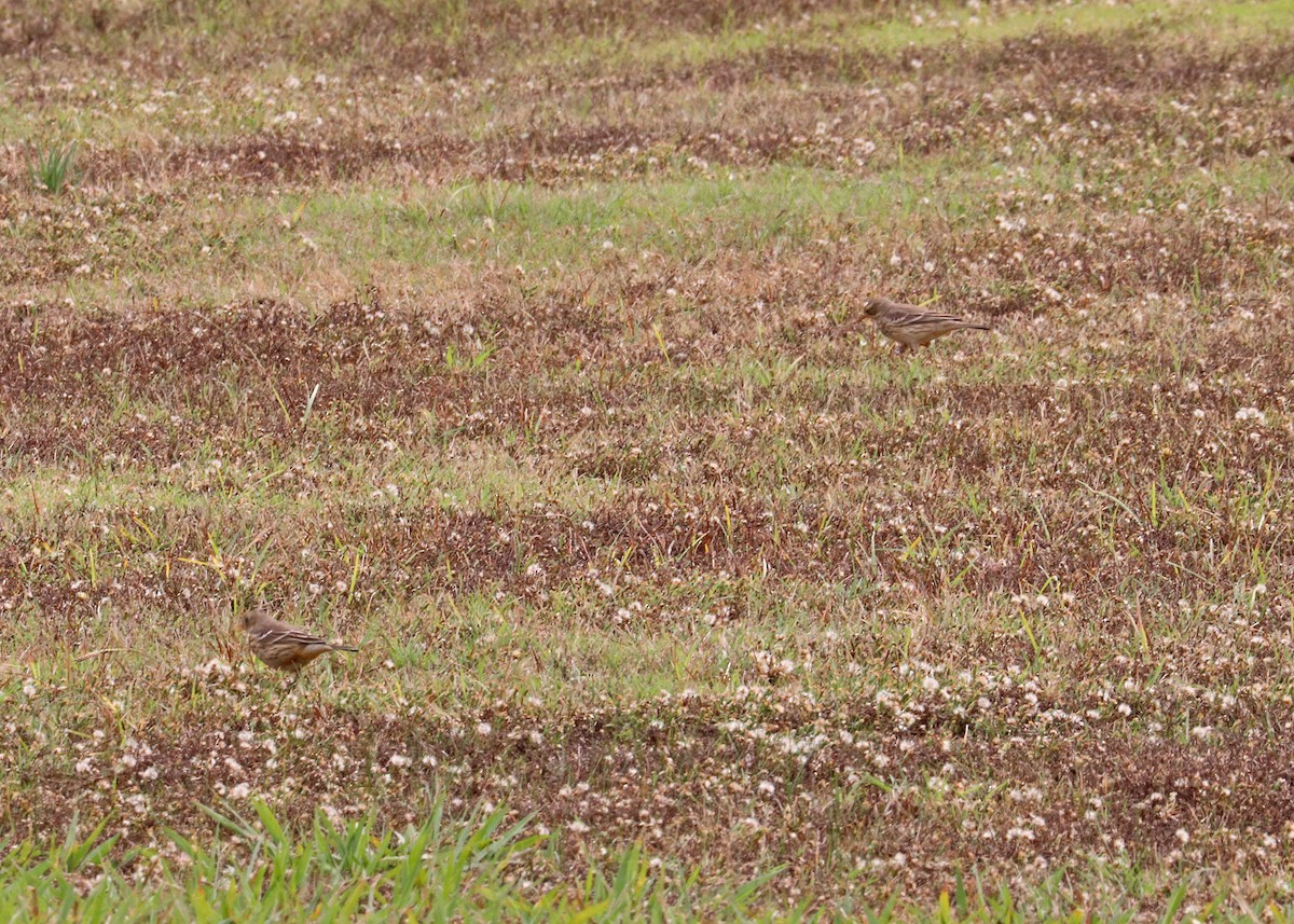 American Pipit - ML646165639