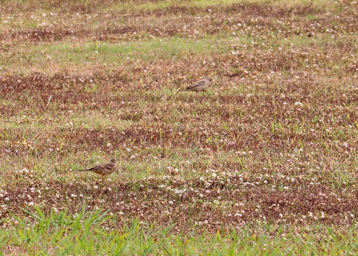 American Pipit - ML646165640