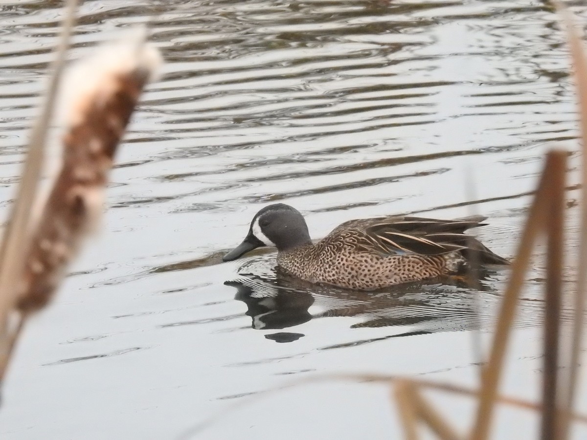 Blue-winged Teal - ML646165641