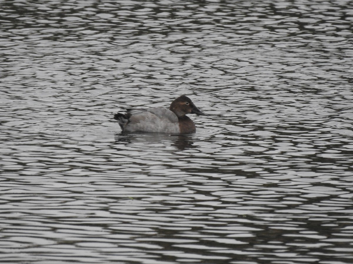 Fuligule à dos blanc - ML646165643