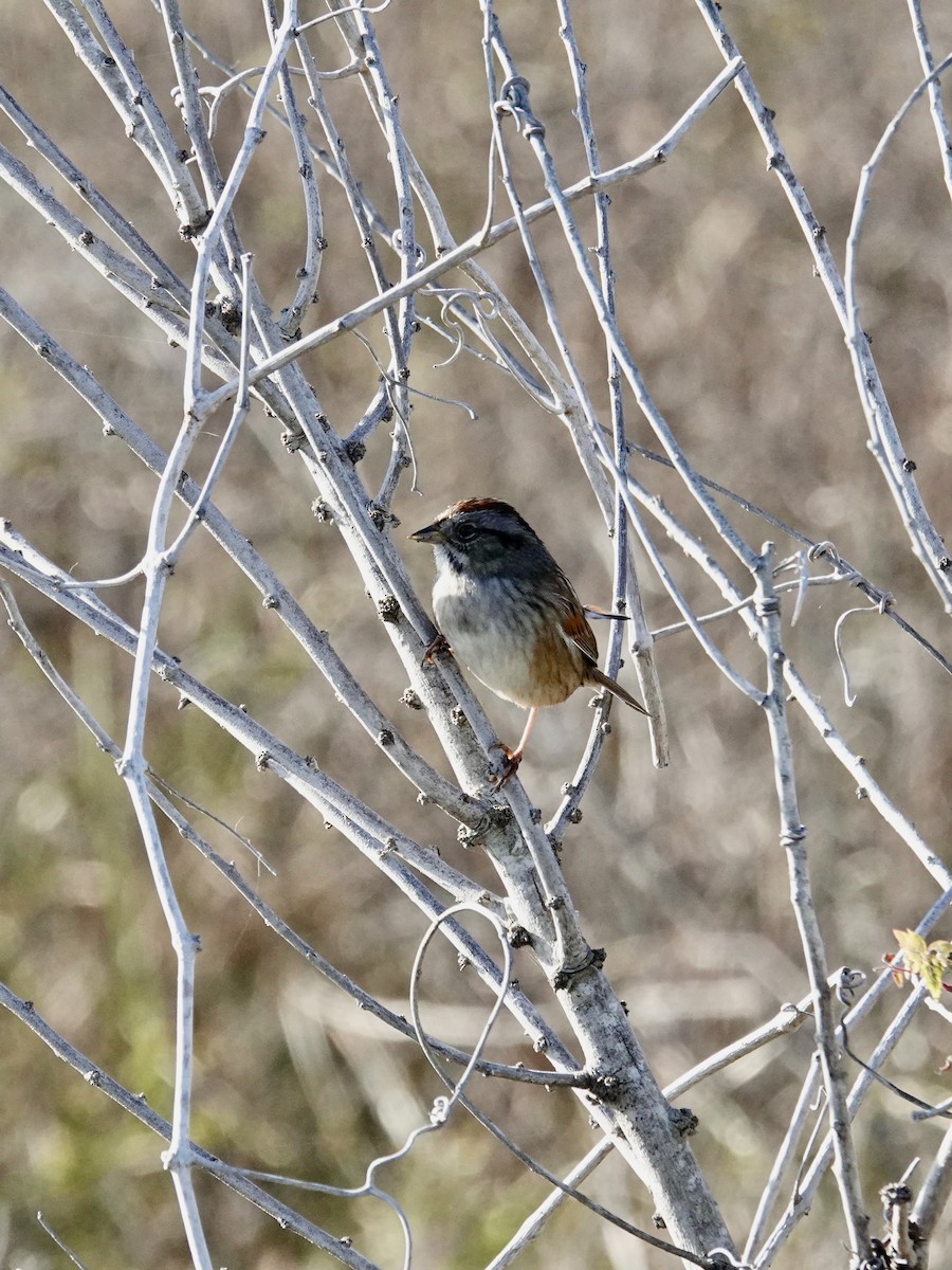 Swamp Sparrow - ML646165644