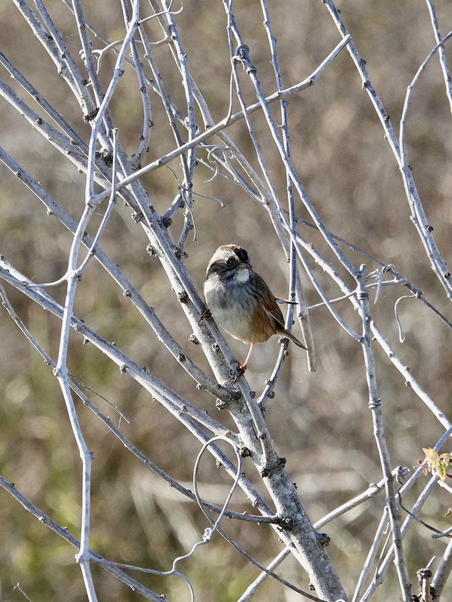 Swamp Sparrow - ML646165645