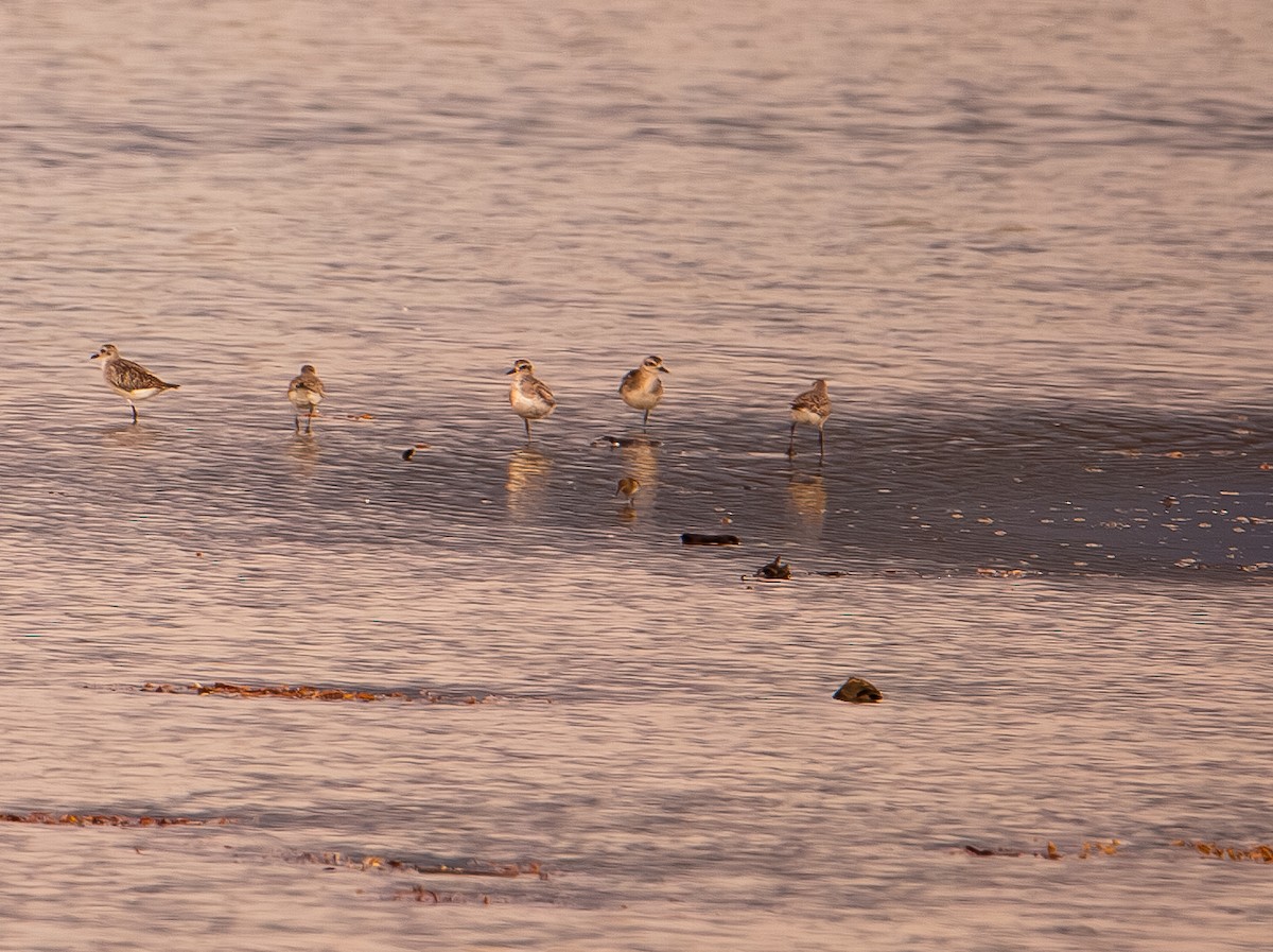 Black-bellied Plover - ML646165646