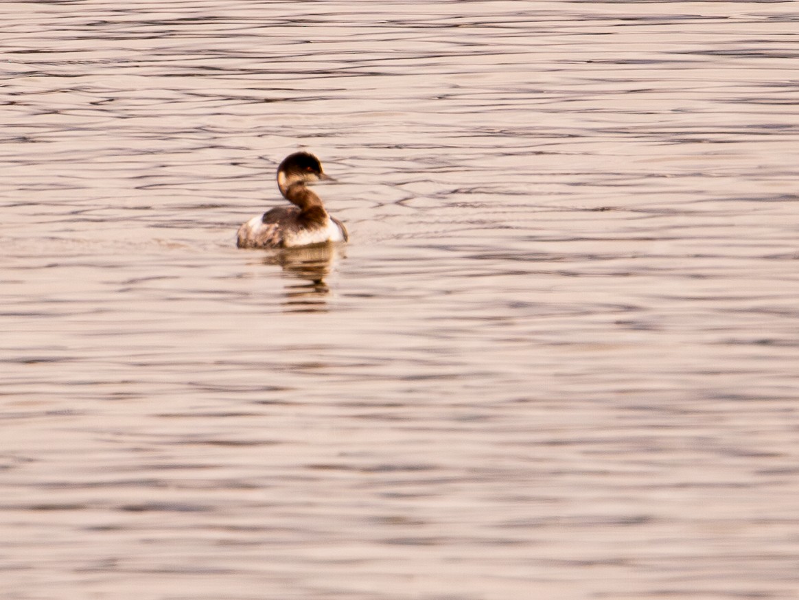 Eared Grebe - ML646165647