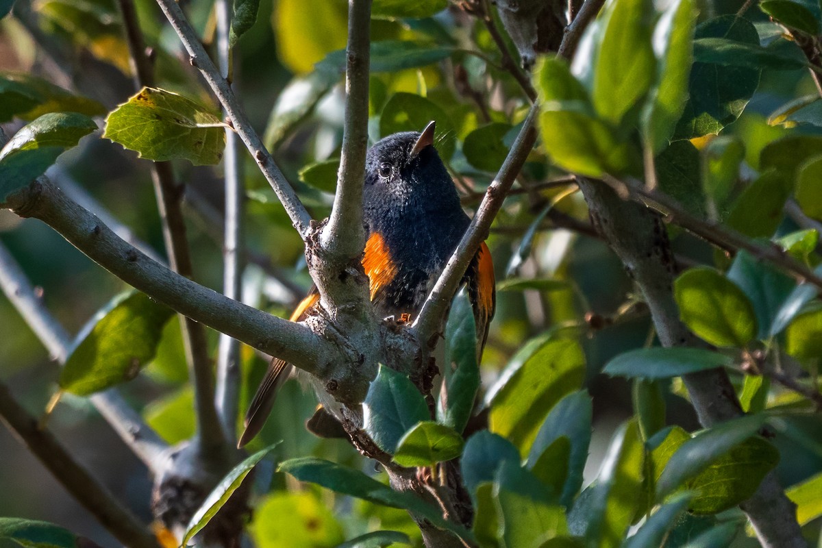 American Redstart - ML646165648